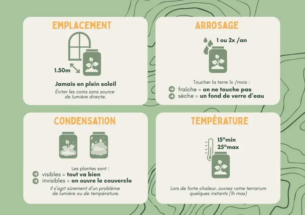 Entretien terrarium Flowey