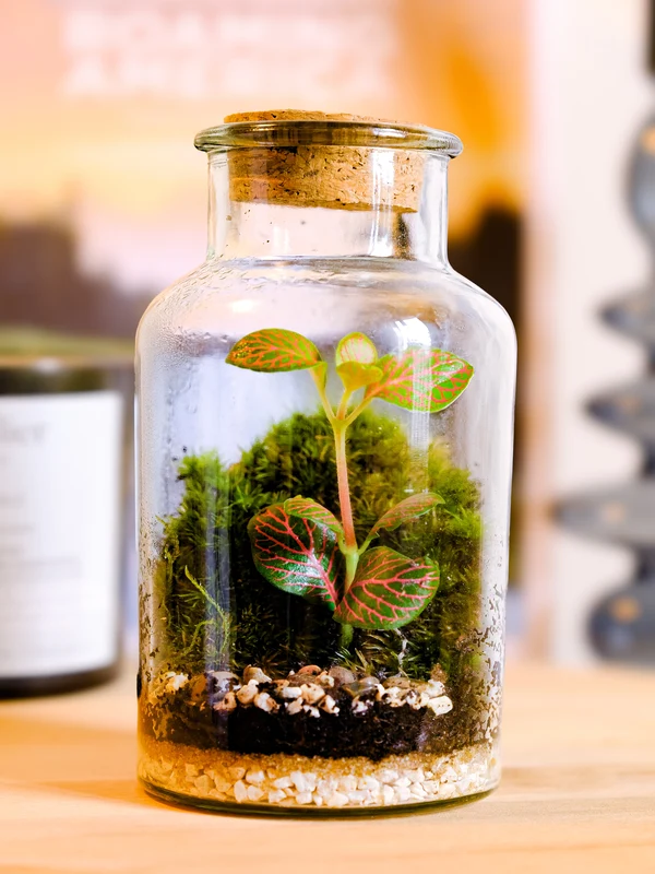 Terrarium Flowey LIMA MEDIUM in situ