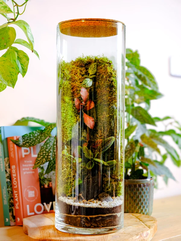 Terrarium Flowey VICTOR HIGH in situ
