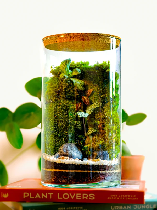 Terrarium Flowey VICTOR MEDIUM in situ