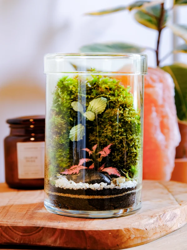 Terrarium Flowey VICTOR SMALL in situ