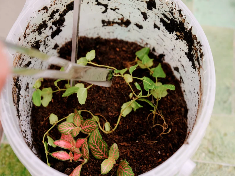 DIY terrarium plante et terre