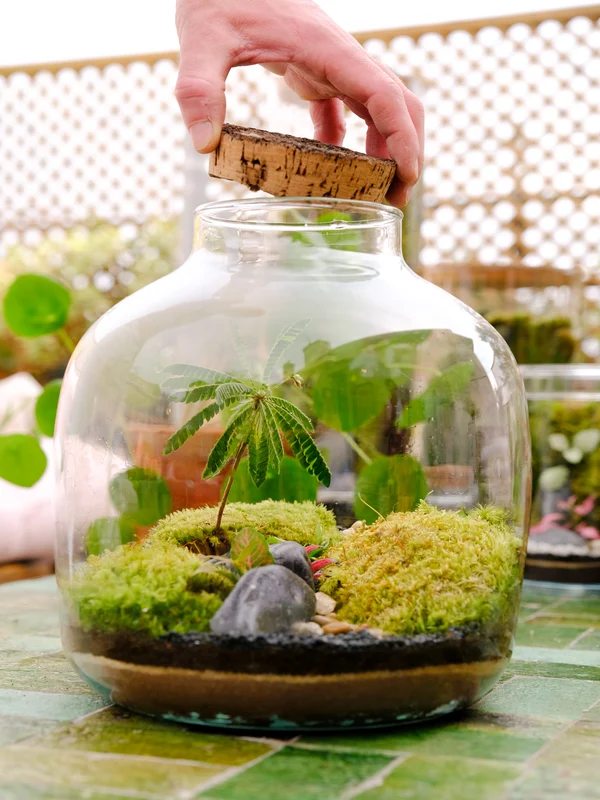 Terrarium de plantes et mousse